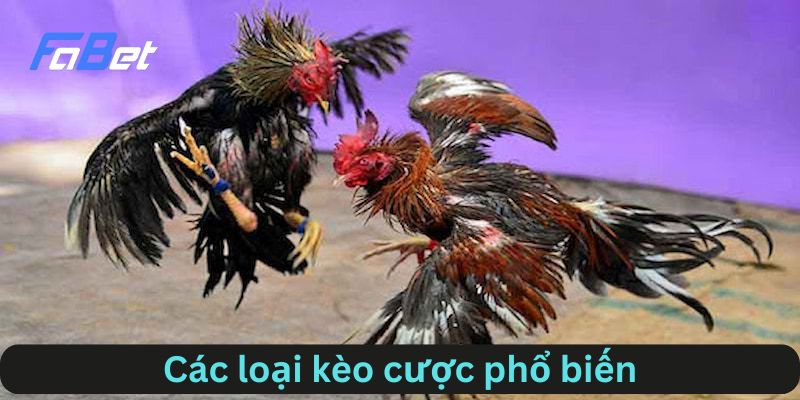 Các loại kèo cược phổ biến trong đá gà FABET
