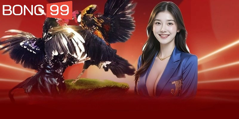 Tìm hiểu về sảnh đá gà BONG99