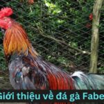 Giới thiệu về đá gà FABET