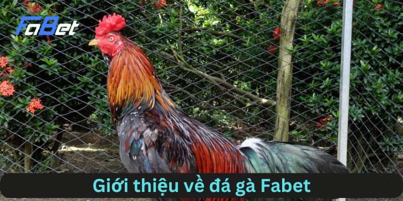 Giới thiệu về đá gà FABET