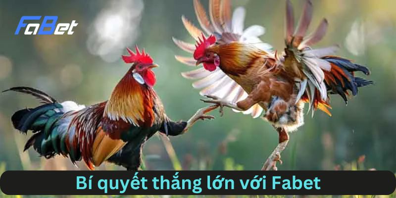 Mẹo để thắng lớn khi chơi đá gà FABET