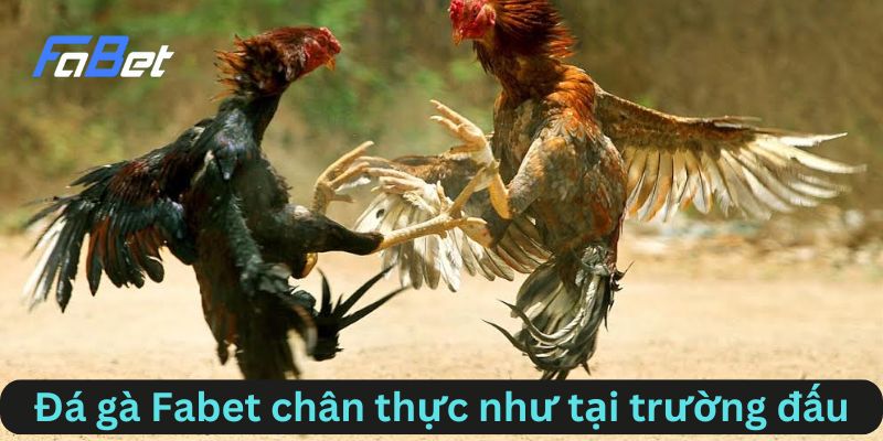 Tại sao đá gà FABET thu hút người chơi?