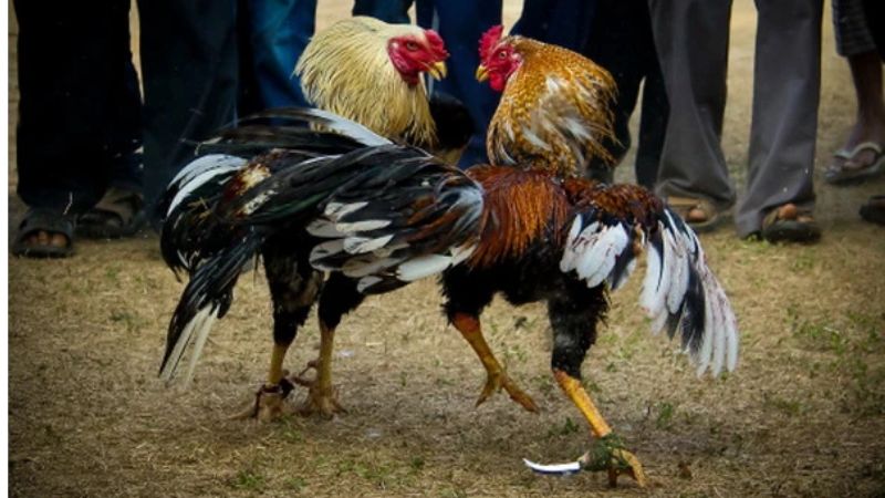 Tại sao xem đá gà Sunwin luôn là lựa chọn hàng đầu