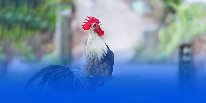 Kinh nghiệm tham gia cá cược đá gà luôn thắng