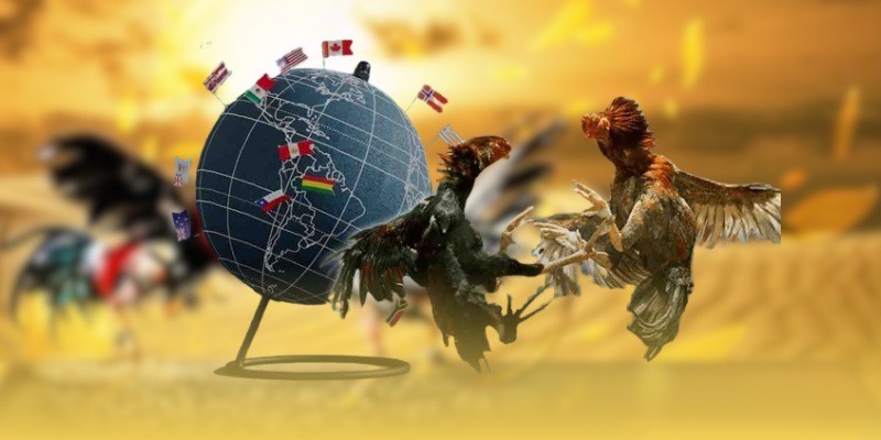 Tổng quan về sảnh đá gà Zo88 đẳng cấp quốc tế