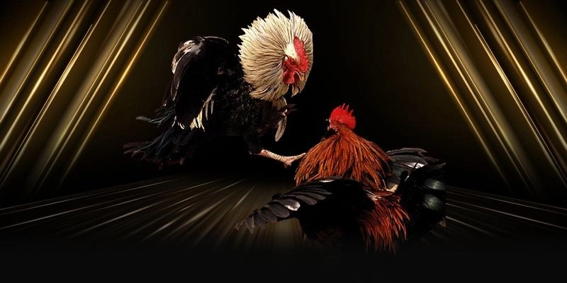 Ưu điểm vượt trội làm nên thương hiệu đá gà Zo88