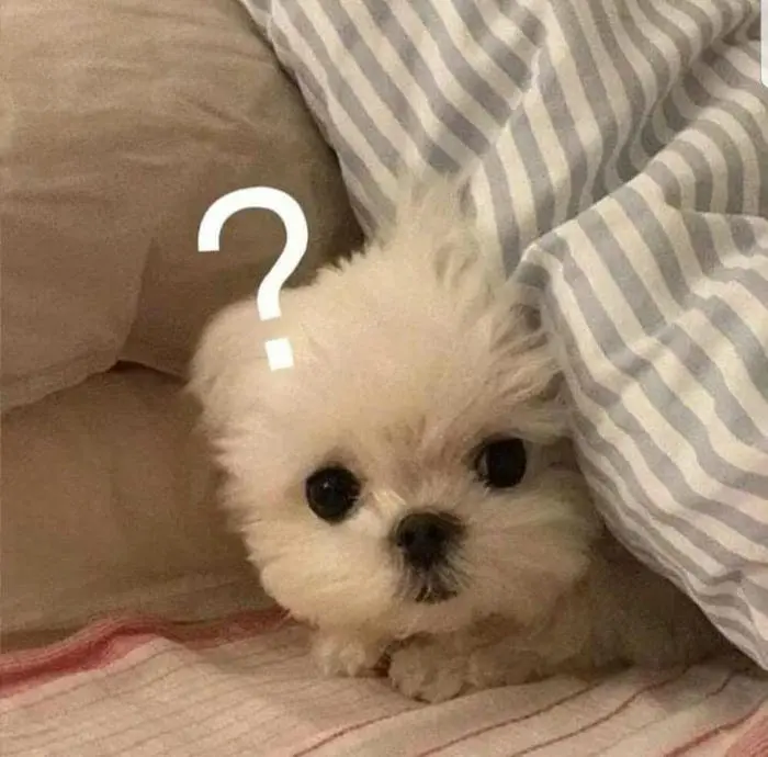 Chó con ngơ ngác thắc mắc biểu cảm khó hiểu như meme dấu hỏi Chó con ngơ ngác thắc mắc biểu cảm khó hiểu như meme dấu hỏi