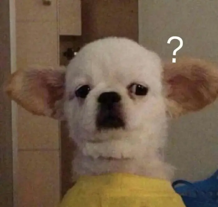 Chó ngơ ngác hỏi han biểu cảm thắc mắc kiểu meme đầy hài hước Chó ngơ ngác hỏi han biểu cảm thắc mắc kiểu meme đầy hài hước