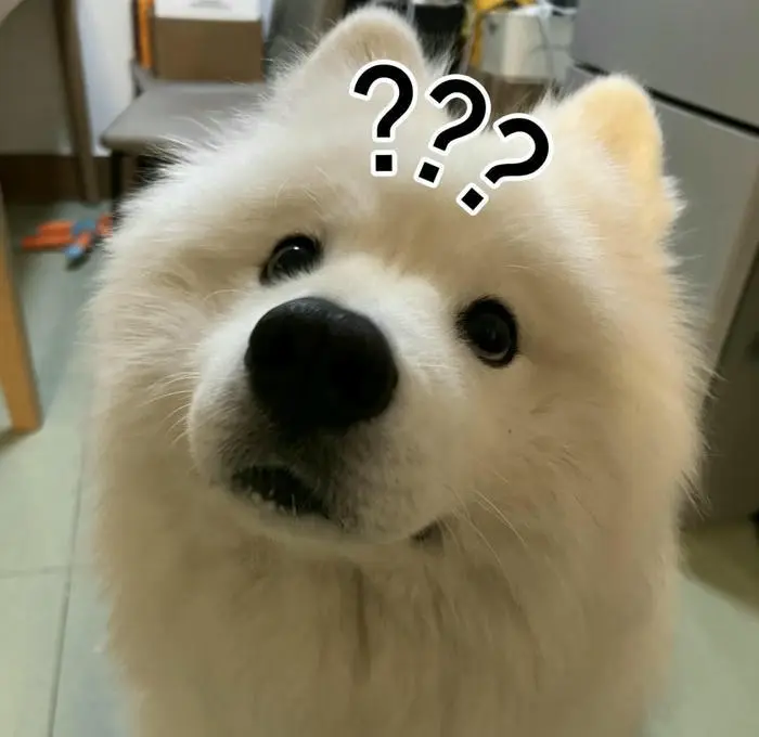 Chó samoyed hoang mang thắc mắc biểu cảm meme dấu hỏi ngộ nghĩnh Chó samoyed hoang mang thắc mắc biểu cảm meme dấu hỏi ngộ nghĩnh