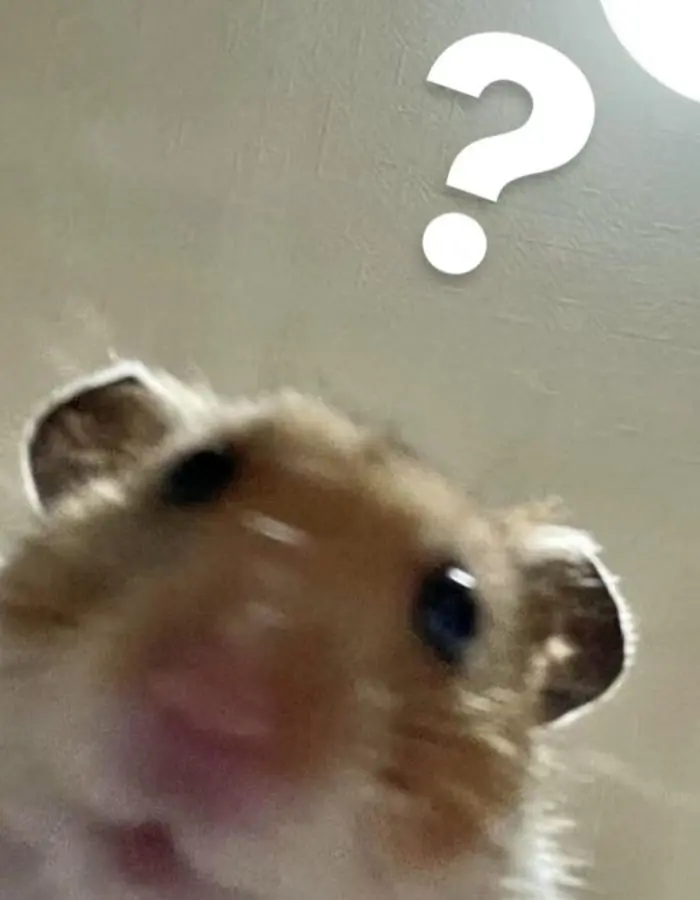 Hamster hoang mang thắc mắc biểu cảm nghi ngờ kiểu meme hỏi đáp Hamster hoang mang thắc mắc biểu cảm nghi ngờ kiểu meme hỏi đáp