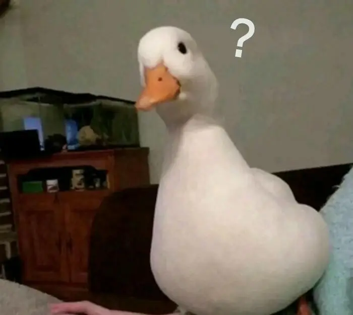 Hình ảnh ngạc nhiên khó hiểu meme chấm hỏi đầy bối rối Hình ảnh ngạc nhiên khó hiểu meme chấm hỏi đầy bối rối