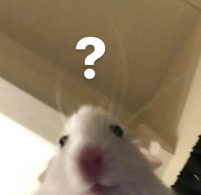 Meme chấm hỏi ngây thơ của chú chuột nhỏ đầy thắc mắc Meme chấm hỏi ngây thơ của chú chuột nhỏ đầy thắc mắc
