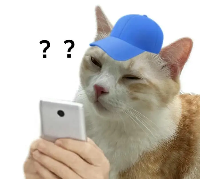 Mèo đội mũ nhìn điện thoại với vẻ hoài nghi biểu cảm thắc mắc Mèo đội mũ nhìn điện thoại với vẻ hoài nghi biểu cảm thắc mắc