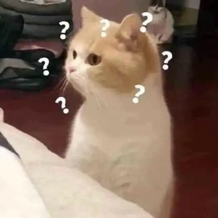 Mèo hoang mang thắc mắc biểu cảm nghi ngờ kiểu meme hỏi han Mèo hoang mang thắc mắc biểu cảm nghi ngờ kiểu meme hỏi han