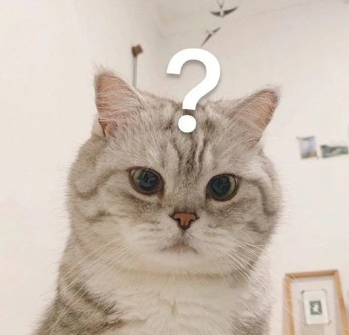 Mèo ngơ ngác với dấu hỏi lớn biểu tượng thắc mắc hài hước Mèo ngơ ngác với dấu hỏi lớn biểu tượng thắc mắc hài hước