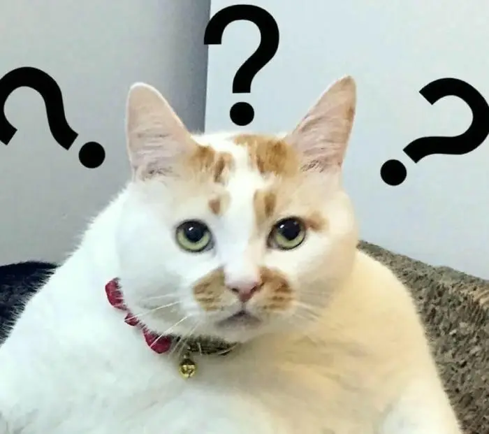 Mèo ngơ ngác với dấu hỏi xung quanh biểu cảm thắc mắc khó hiểu Mèo ngơ ngác với dấu hỏi xung quanh biểu cảm thắc mắc khó hiểu